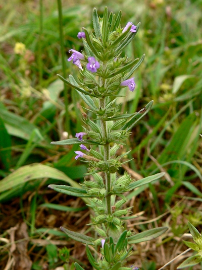 {Hedeoma hispida}